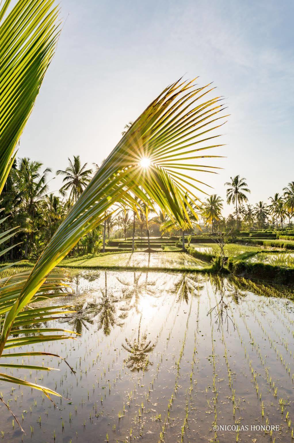 Hati Padi Cottages Ubud Dış mekan fotoğraf